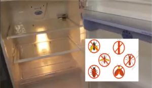 How to clean a bug infested refrigerator
