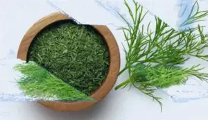 How to preserve dill and herbs the longest