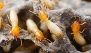 How to get rid of termites in your kitchen