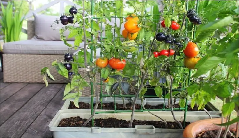 Essential tips for getting started in gardening for beginners.