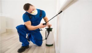 How to get rid of household pests without professional help