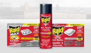 Does Raid kill maggots?