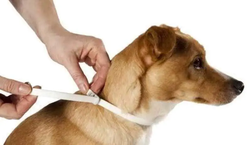 Eliminating fleas in pets.