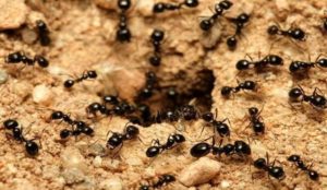 How to get rid of ants in the home.