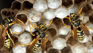 How to get rid of wasp and bee pests in your garden.