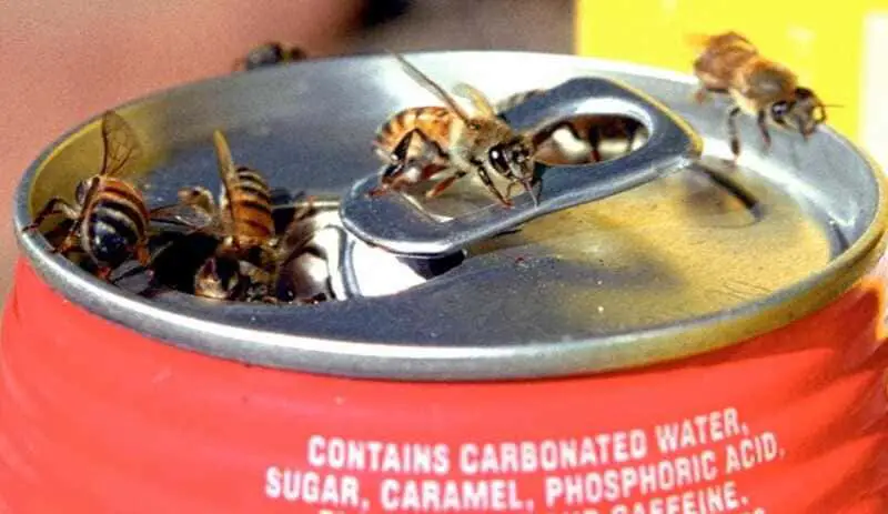 Keeps wasps and bees out of your garden.