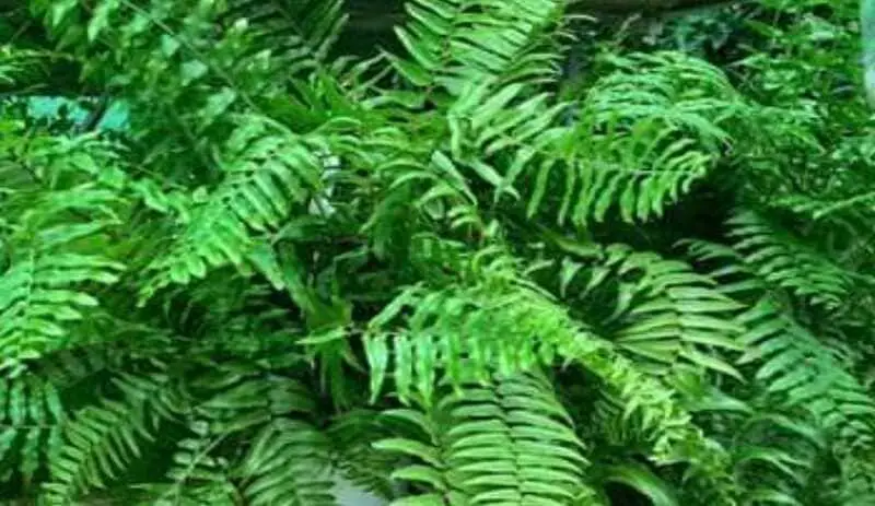 Benefits of ferns for your garden.