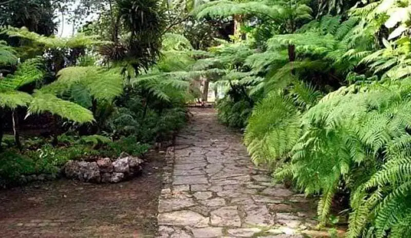 How ferns can benefit your garden.