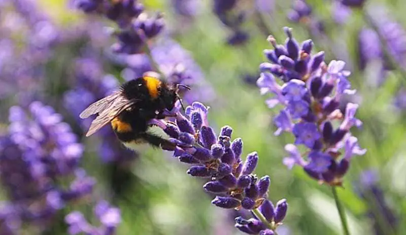 How to attract pollinating insects to your garden.