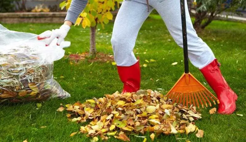 How to collect leaves from the garden efficiently.
