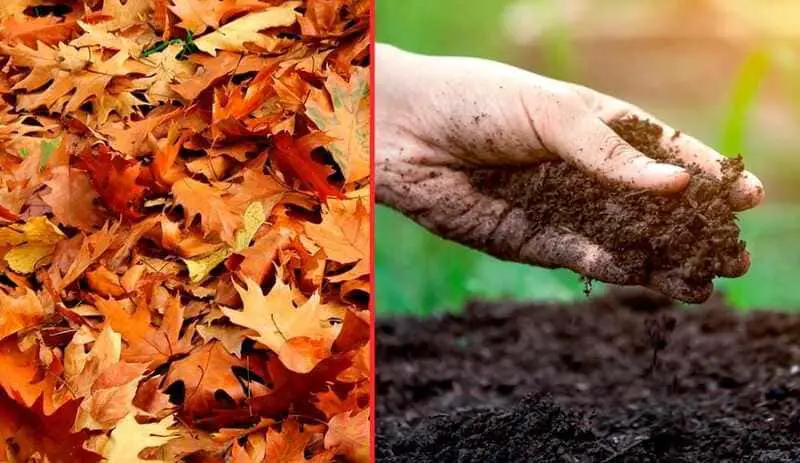Different ways on how to efficiently collect leaves from the garden.