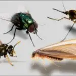 How to eliminate flying insects at home.