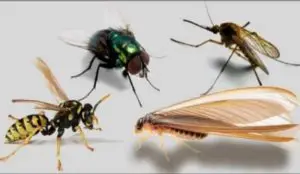 How to eliminate flying insects at home.