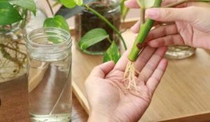 How to make a cutting from a plant.