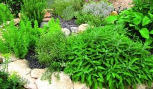 Importance of medicinal plants in the garden.