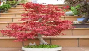 How to grow Japanese maple bonsai trees.