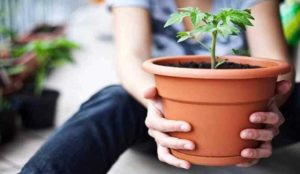 How to grow plants in small pots.