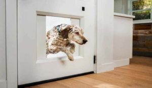 How to install a pet door.