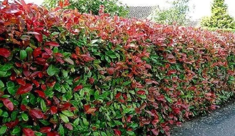 How to make a hedge in your garden.