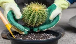 The best way to transplant a cactus in your garden.