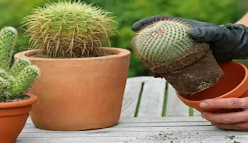 The best way to transplant a cactus in your garden.