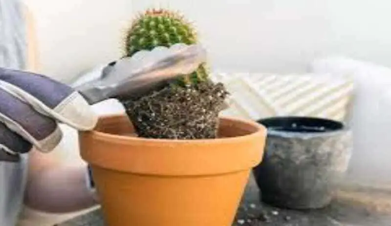 The best way to repot a cactus in your landscape.