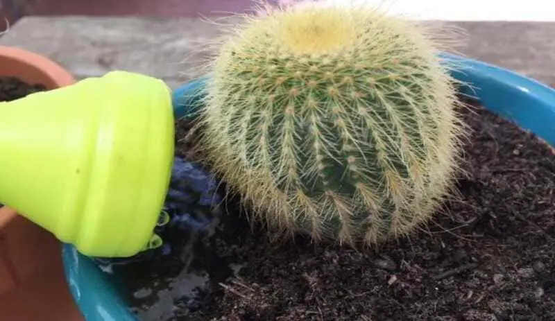 How to transplant a cactus in your backyard.