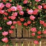 Advice on planting and pruning roses.