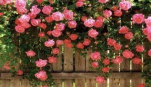 Advice on planting and pruning roses.