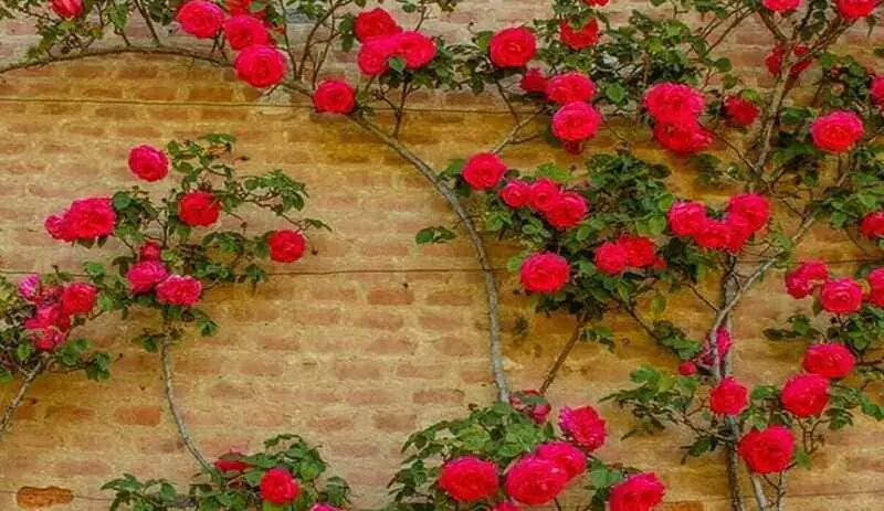 Tips for planting and pruning rose bushes.