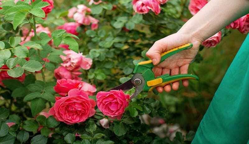 Rose planting and pruning tips.