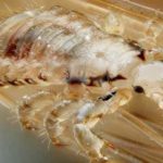 How to eliminate and prevent head lice.