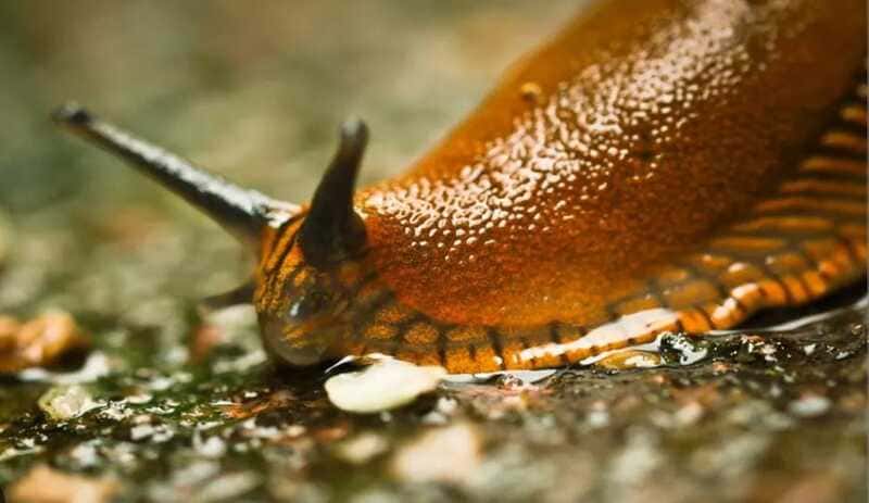 How to exterminate a slug infestation.