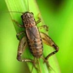 How to get rid of crickets at home.