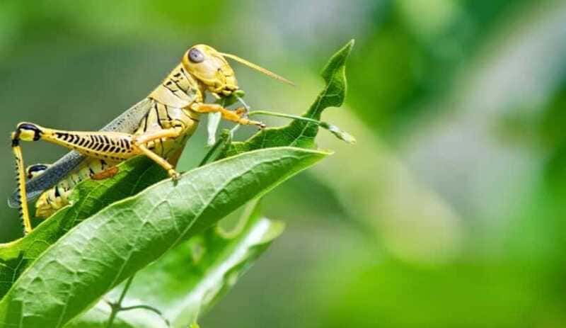 How to get rid of crickets at home