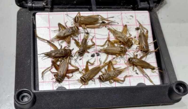 How to eliminate crickets at home.