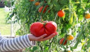 How to grow tomatoes in your garden.