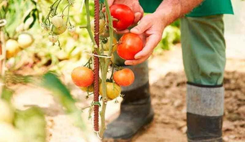 Tips on how to grow tomatoes in the garden.