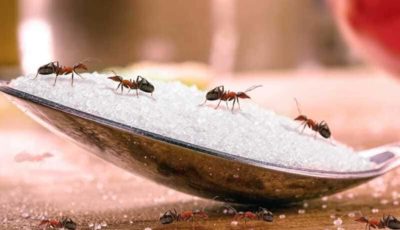 Importance of pest control for household foods.