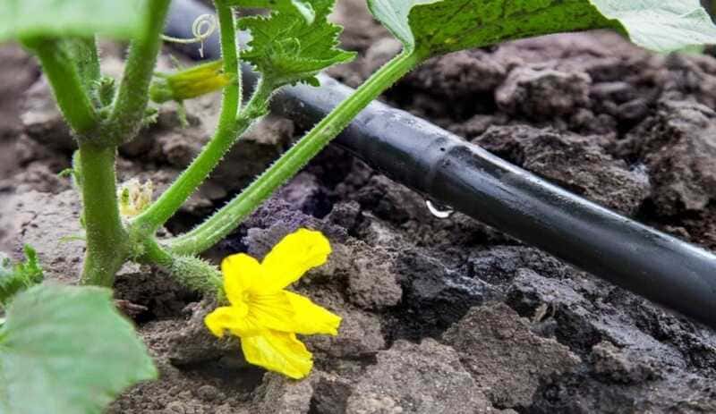 What is xeriscape gardening?