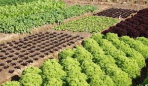 Importance of crop rotation in your garden.